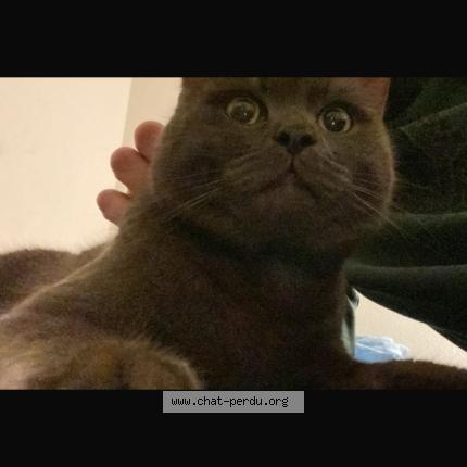 Photo 1/1 Bobby Chat perdu à Crissier