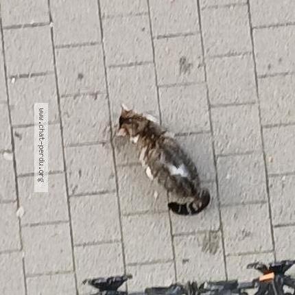 Photo 1/1 Chat trouvé Trouvé à Bruxelles