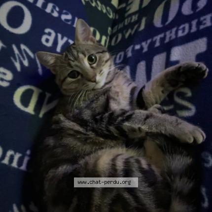 Photo 1/1 Java Chat perdu à Scoury