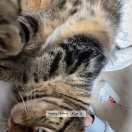 Photo 1/1 Louna Chat perdu à Savigny le temple