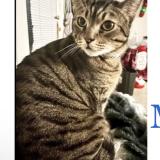 Photo de chat perdu à San Diego