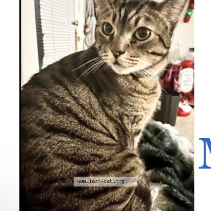 Photo 1/1 Maui Chat perdu à San diego