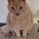 Photo de chat perdu à Agonac