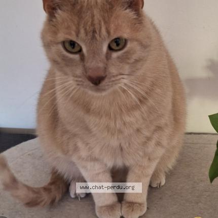 Photo 1/1 TIGRIS Chat perdu à Agonac