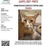 Photo de chat perdu à Atlantic City