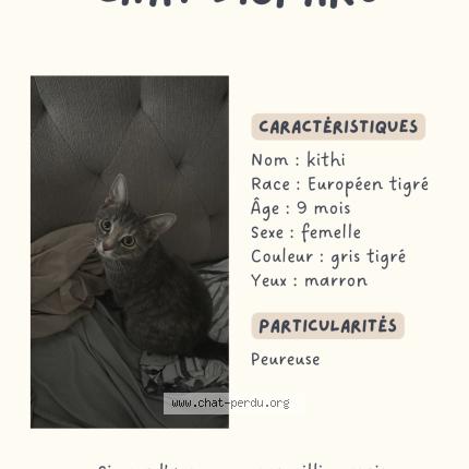 Photo 1/1 Kithi Chat perdu à Vaires