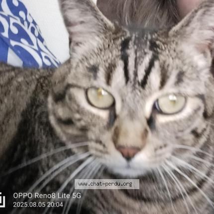 Photo 1/1 Melodie Chat perdu à Cinq mars la pile