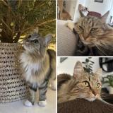 Photo de chat perdu à Change