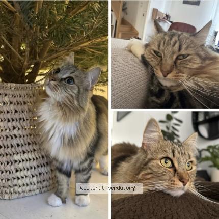 Photo 1/1 Chat retrouvé Perdu à Change