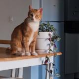 Photo de chat perdu à Grenoble