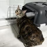 Photo de chat trouvé à Capinghem