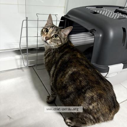 Photo 1/1 Chat trouvé Trouvé à Capinghem