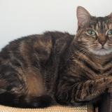 Photo de chat perdu à Nivelles