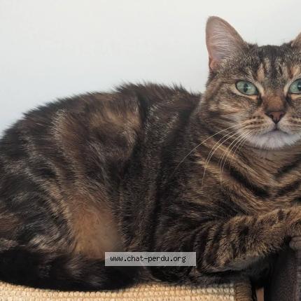 Photo 1/1 Duchesse Chat perdu à Nivelles