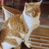 Photo de chat perdu à Pommiers