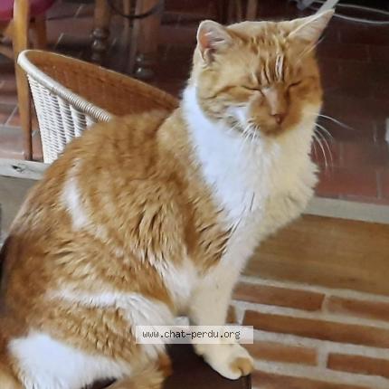 Photo 1/1 Oasis Chat perdu à Pommiers