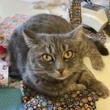 Photo de chat perdu à Huy