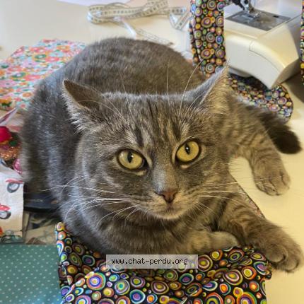 Photo 1/1 Nala Chat perdu à Huy