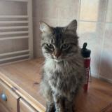 Photo de chat perdu à Le Mans