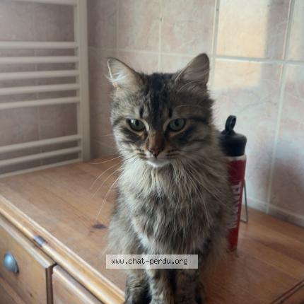 Photo 1/2 Chat retrouvé Perdu à Le Mans