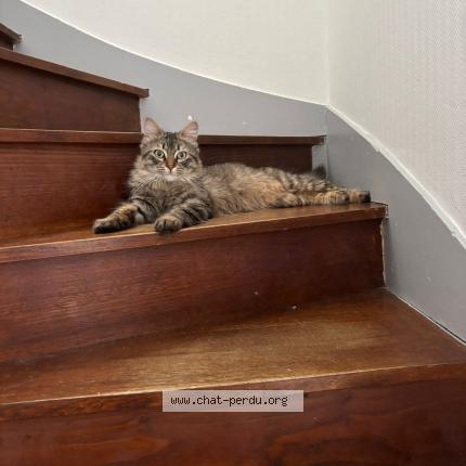 Photo 2/2 Chat retrouvé Perdu à Le mans