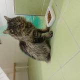 Photo de chat trouvé à Jouy En Josas