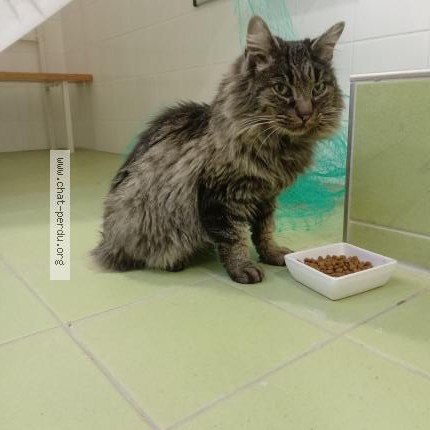 Photo 1/1 Chat trouvé Trouvé à Jouy En Josas