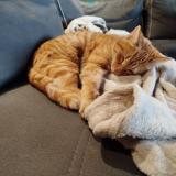 Photo de chat perdu à Viriat