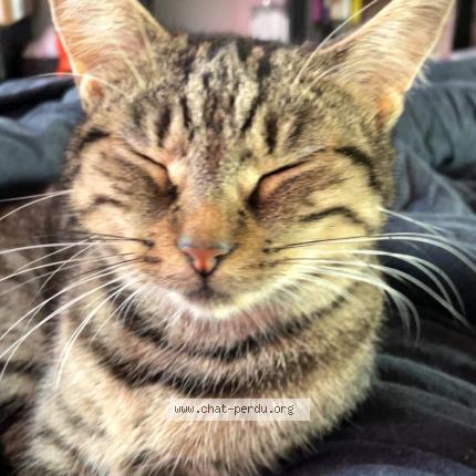 Photo 1/1 Chat retrouvé Perdu à Bordeaux