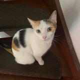 Photo de chat perdu à Pau