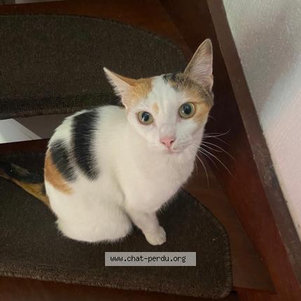 Photo 1/1 MUEZZA Chat perdu à Pau