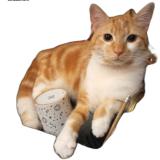 Photo de chat perdu à Vesoul