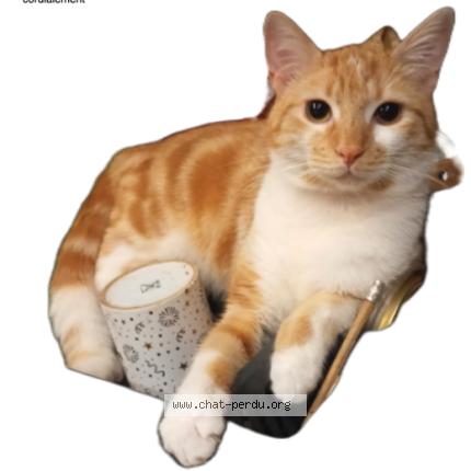 Photo 1/1 caramel Chat perdu à Vesoul