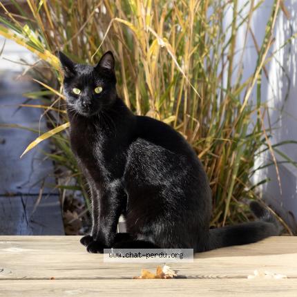 Photo 1/1 Bobby Chat perdu à Bruges