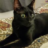 Photo de chat perdu à Secondigny