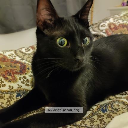 Photo 1/1 Chat retrouvé Perdu à Secondigny