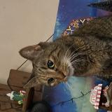 Photo de chat trouvé à Charleroi