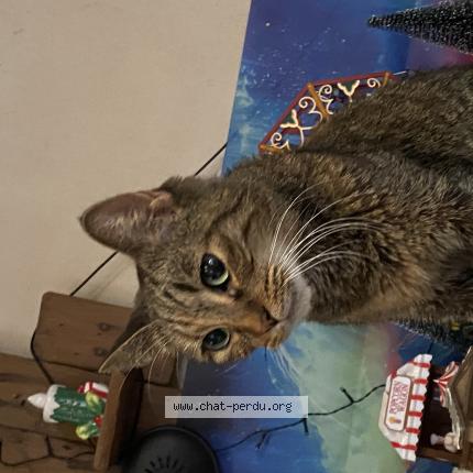 Photo 1/1 Chat trouvé Trouvé à Charleroi