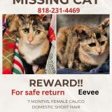 Photo de chat perdu à Upland