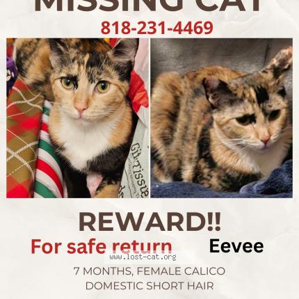 Photo 1/1 Emiko Ohtsuka Chat perdu à Upland