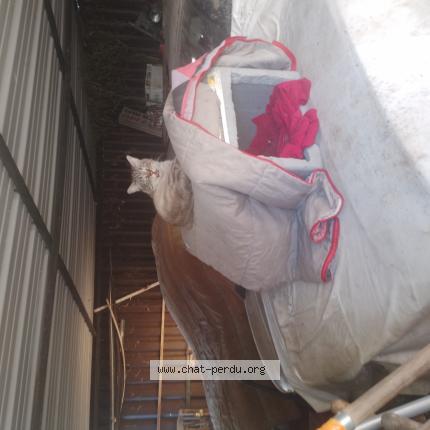 Photo 1/1 Chat trouvé Trouvé à Albi