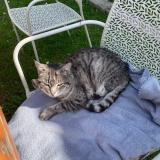 Photo de chat perdu à Jard Sur Mer