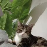 Photo de chat perdu à Petite Rosselle