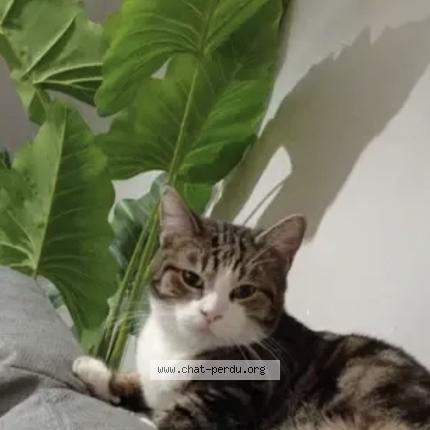 Photo 1/1 Sheena Chat perdu à Petite rosselle