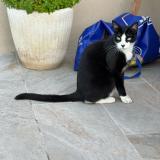 Photo de chat perdu à Malvies