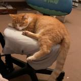 Photo de chat perdu à La Chapelle Thouarault