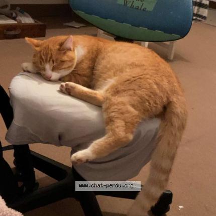 Photo 1/1 Spoon Chat perdu à La chapelle thouarault