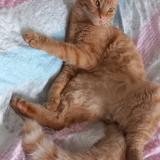 Photo de chat perdu à La Garde