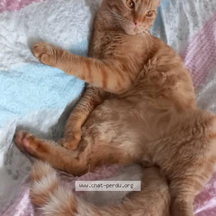 Photo 1/1 Simba Chat perdu à La garde