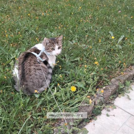 Photo 1/1 Bazo Chat perdu à Granville